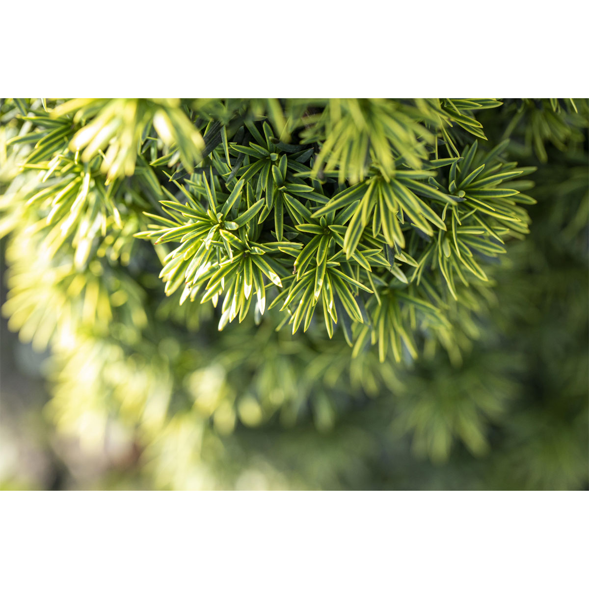 Plantiflor Gelbe Säuleneibe Fastigiata Aurea Topf Durchmesser 17 cm