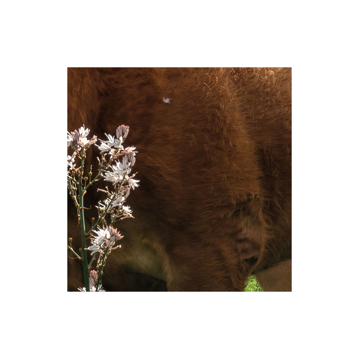 Komar  Vlies Fototapete Kuhparadies 450x280 cm Bild 7