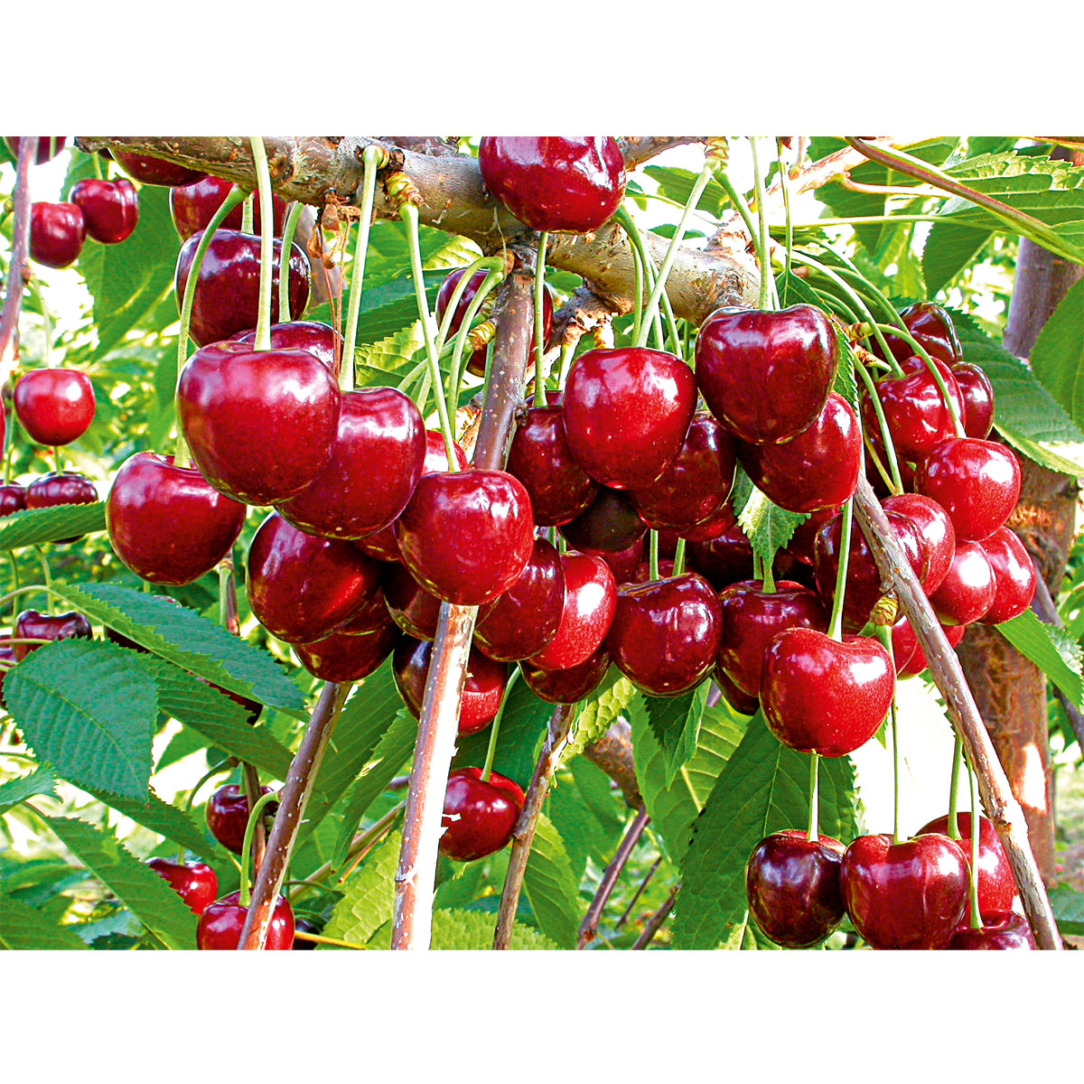 Plantiflor  Süßkirschenbaum im Topf Durchmesser 30 cm Bild 2