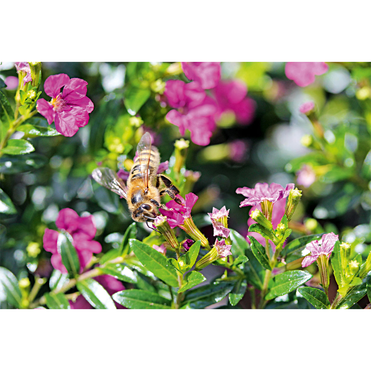 Plantiflor  Japanische Scheinmyrthe Flori Glory Topf 11 cm Bild 4