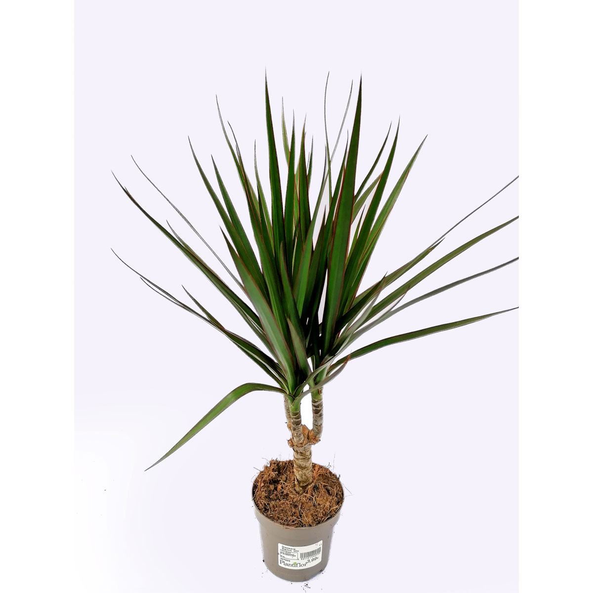 Plantiflor Drachenbaum 40 cm T11