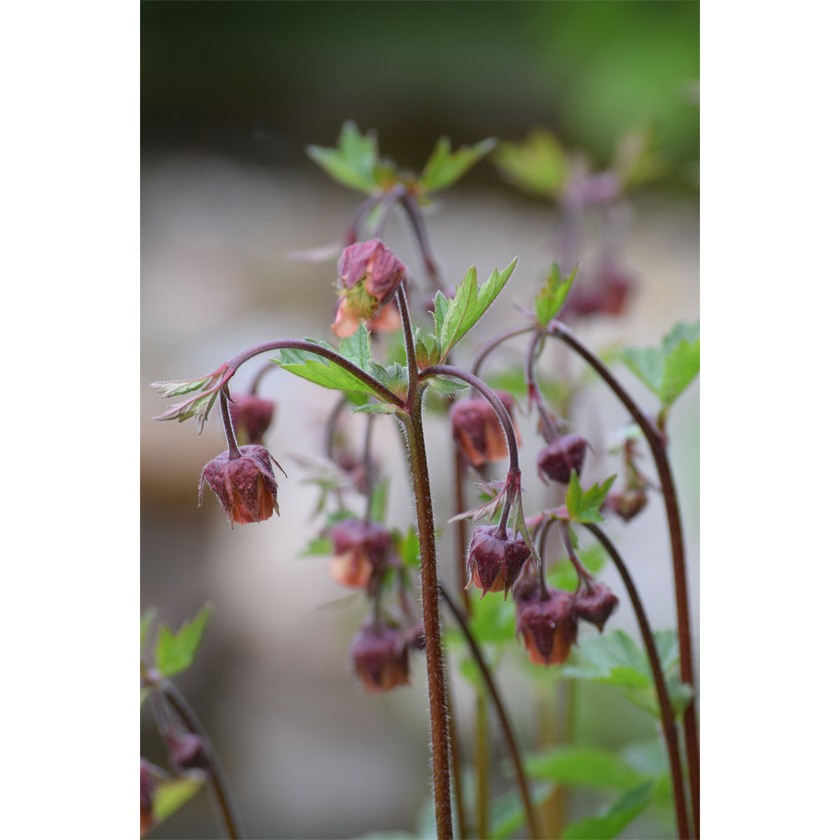 Plantiflor  Bach-Nelkenwurz Topf Durchmesser 13 cm