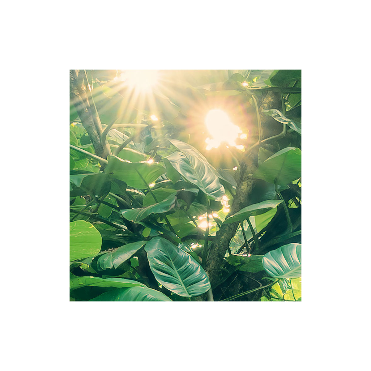 Komar  Vlies Fototapete Green Leaves 450x280 cm Bild 7