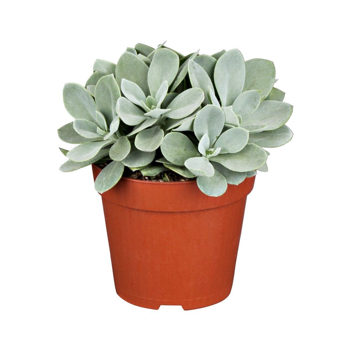 Plantiflor  ZGRÜ Senecio cephalophorus T12