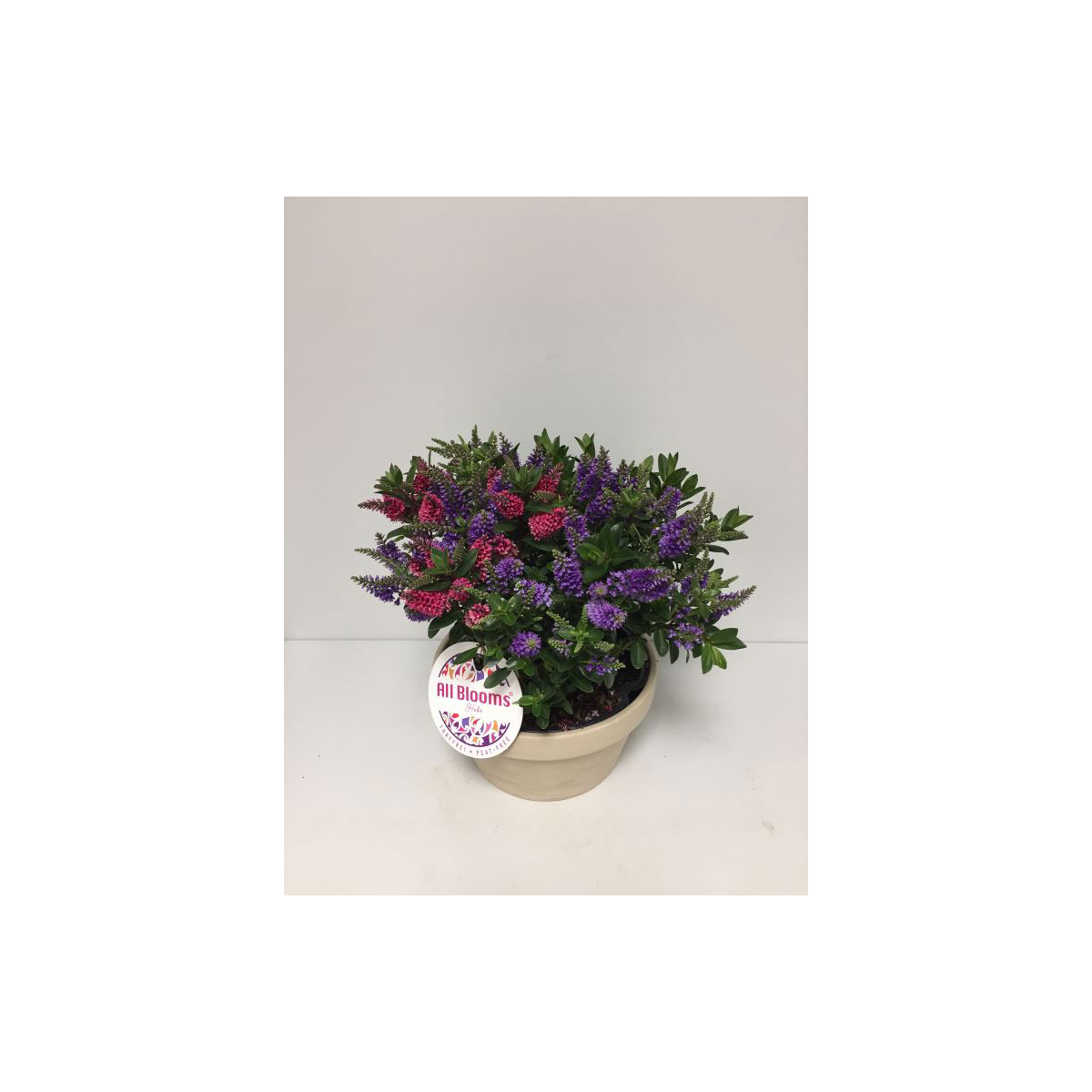 Plantiflor  Strauchveronika All Blooms verschiedene Farben T21 Bild 1