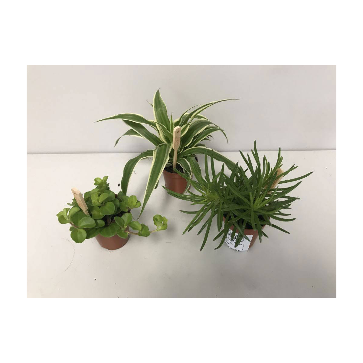 Plantiflor  Grün-Mix T6