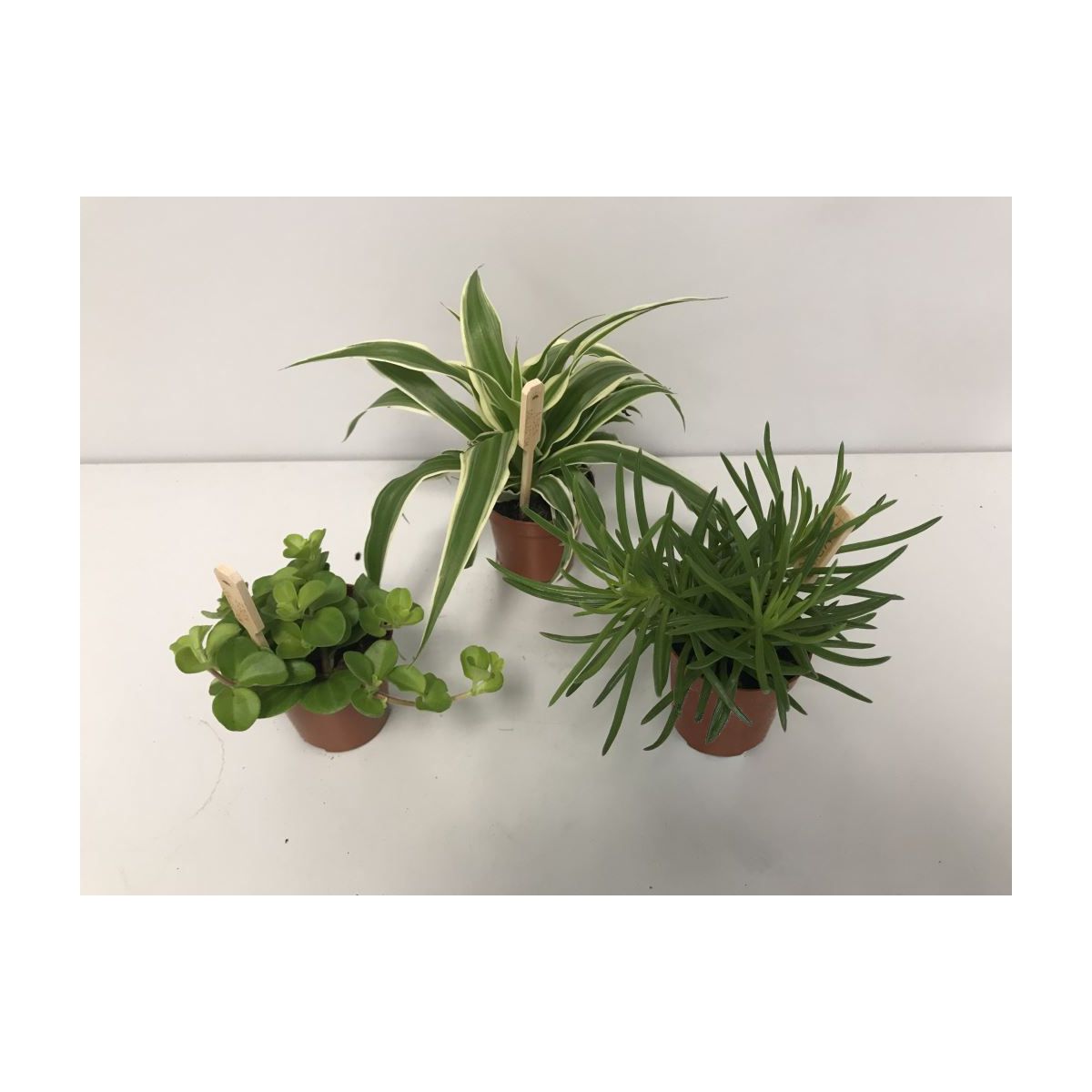 Plantiflor  Grün-Mix T6
