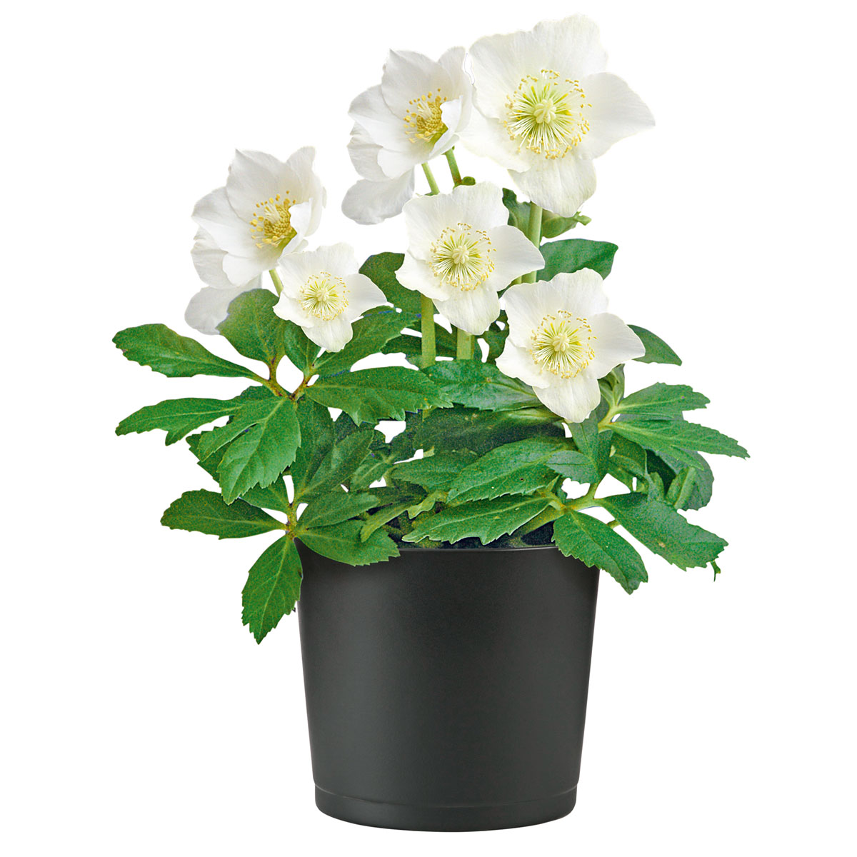 Plantiflor  Christrose Topf Durchmesser 15 cm