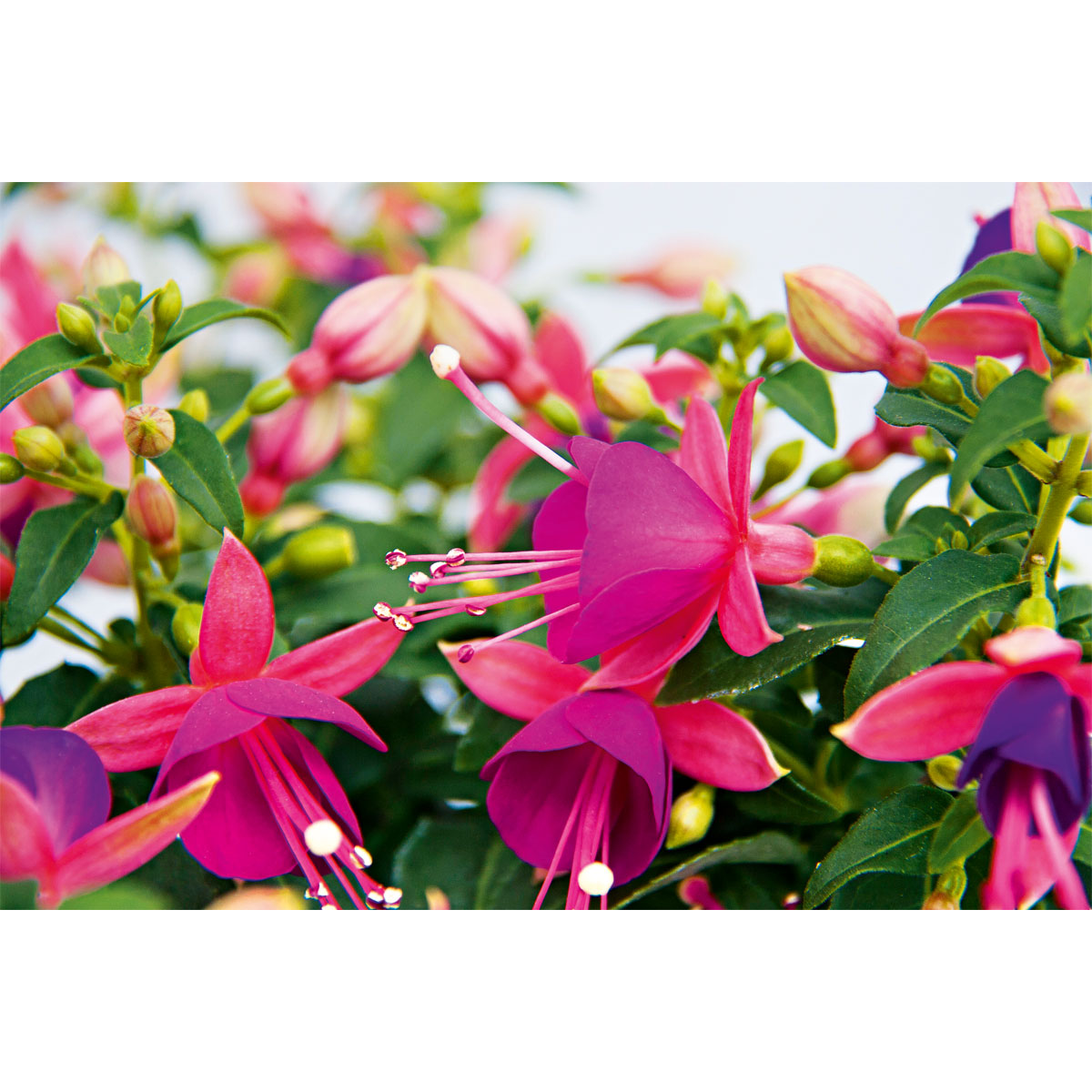 Plantiflor  Fuchsie stehend Topf Durchmesser 12 cm Bild 2