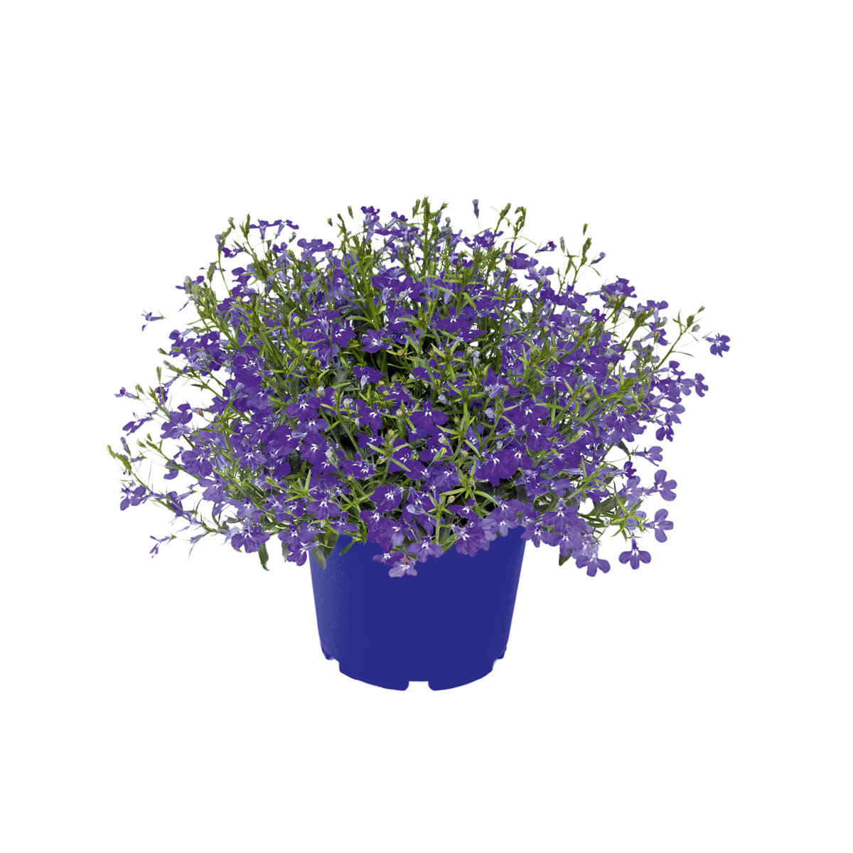 Plantiflor  Männertreu Richardii Topf 13 cm Bild 1