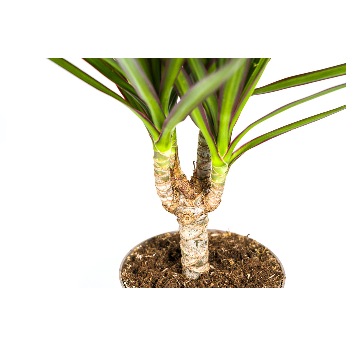 Gerandeter Drachenbaum „Green“, 4 Stück, Topf Ø 12 cm Bild 3