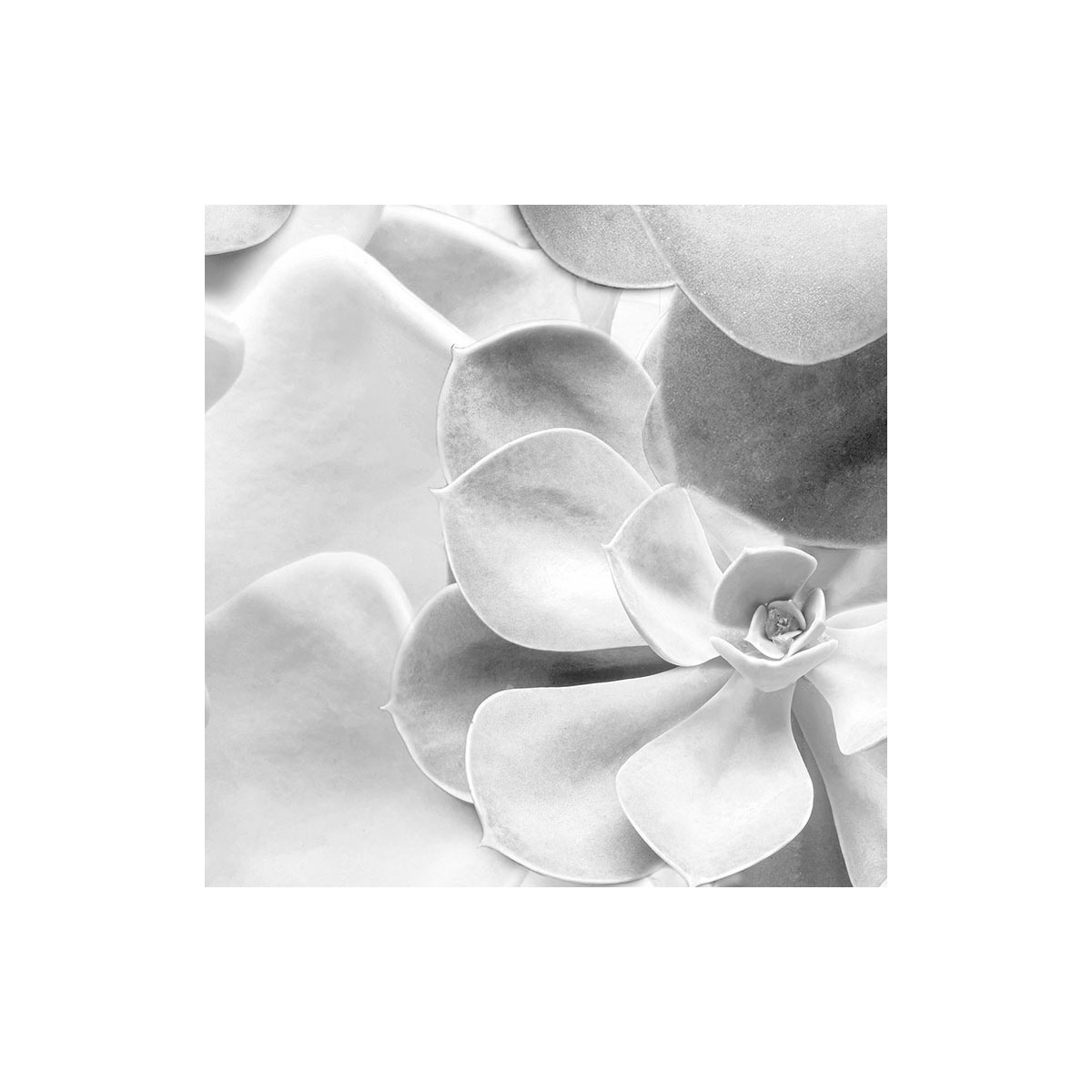 Komar  Selbstklebende Vlies Fototapete rund Echeveria Durchmesser 125 cm Bild 5