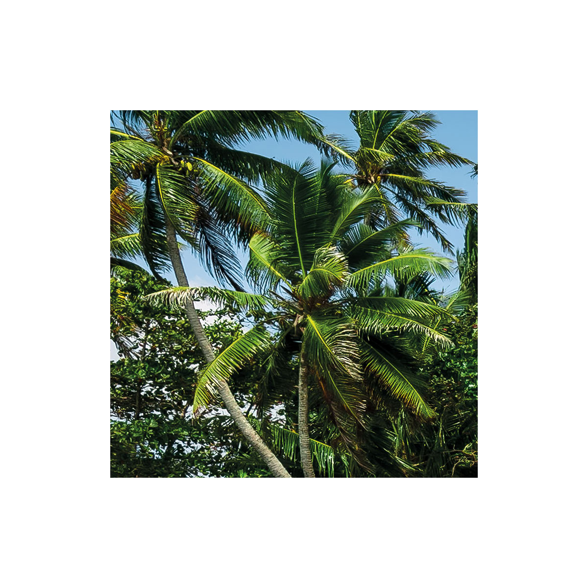 Komar  Vlies Fototapete Schatzinsel 450x280 cm Bild 5