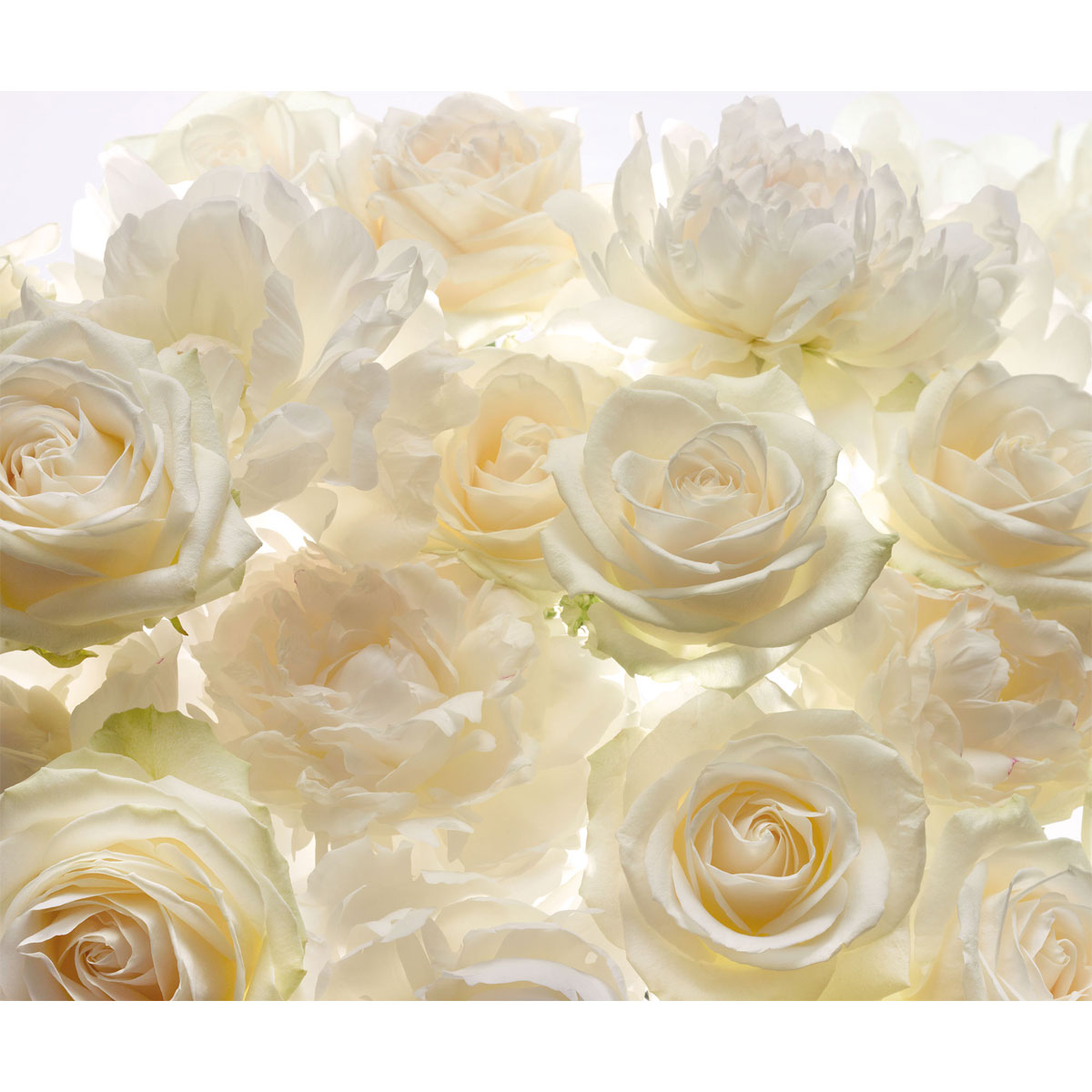 Komar  Vlies Fototapete Shalimar 300x250 cm Bild 2