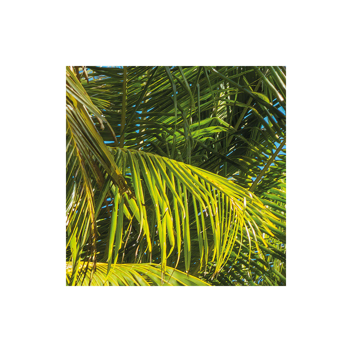 Komar  Vlies Fototapete Coconut Heaven 450x280 cm Bild 3