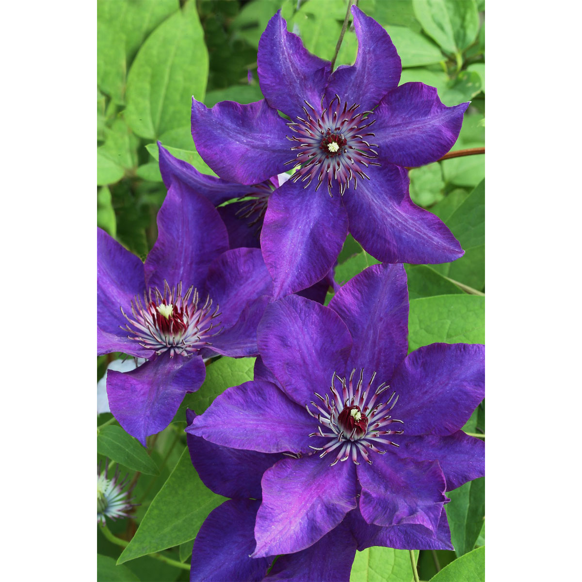 Plantiflor Großblumige Waldrebe The President Topf Durchmesser 17 cm