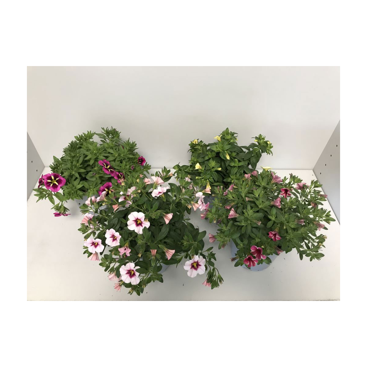 Plantiflor  Zauberglöckchen Sonderfarben T12