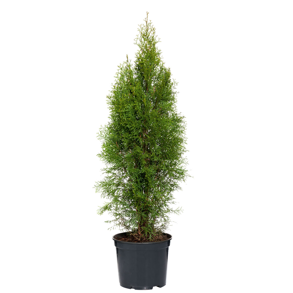 Plantiflor  Lebensbaum Smaragd Topf- Durchmesser ca 23 cm Bild 2