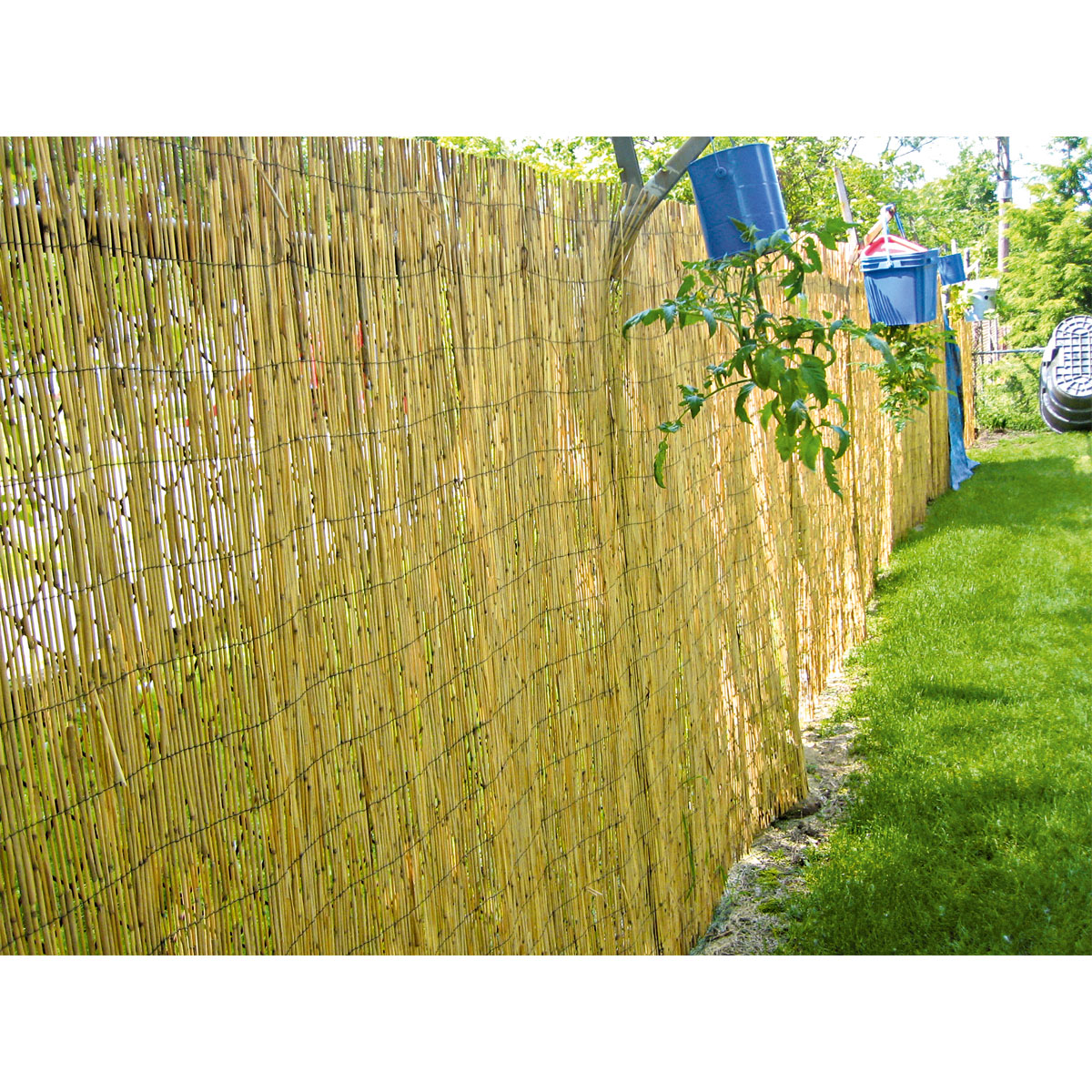 Hartmann  Schilfrohrmatte Malaga 100 x 600 cm Bild 2