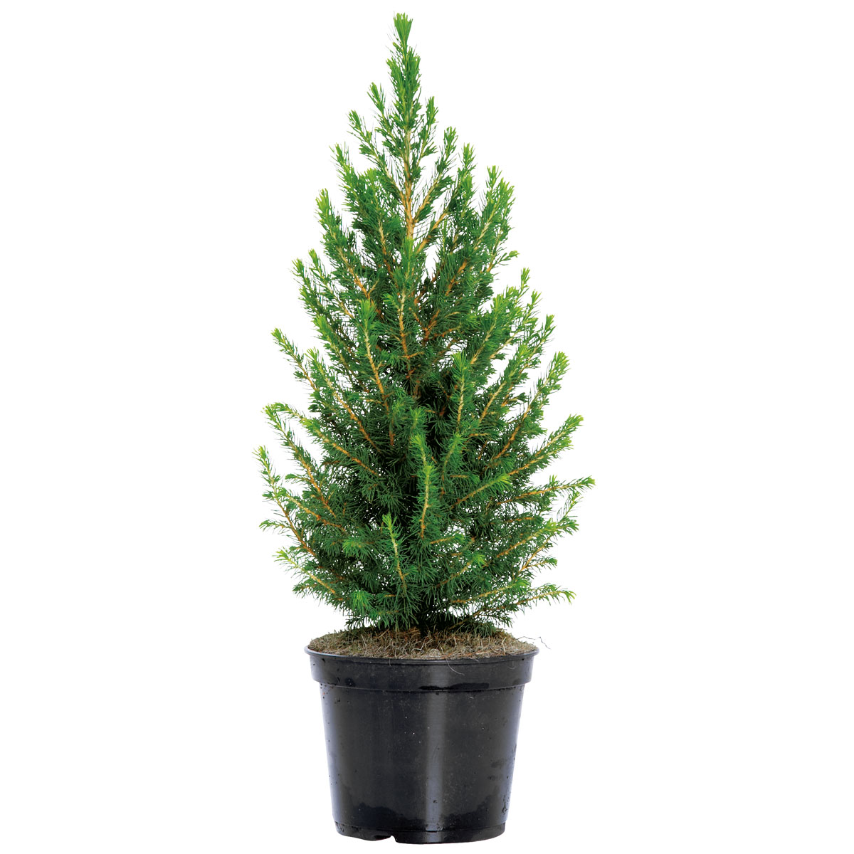 Plantiflor  Zuckerhutfichte 80-100 cm