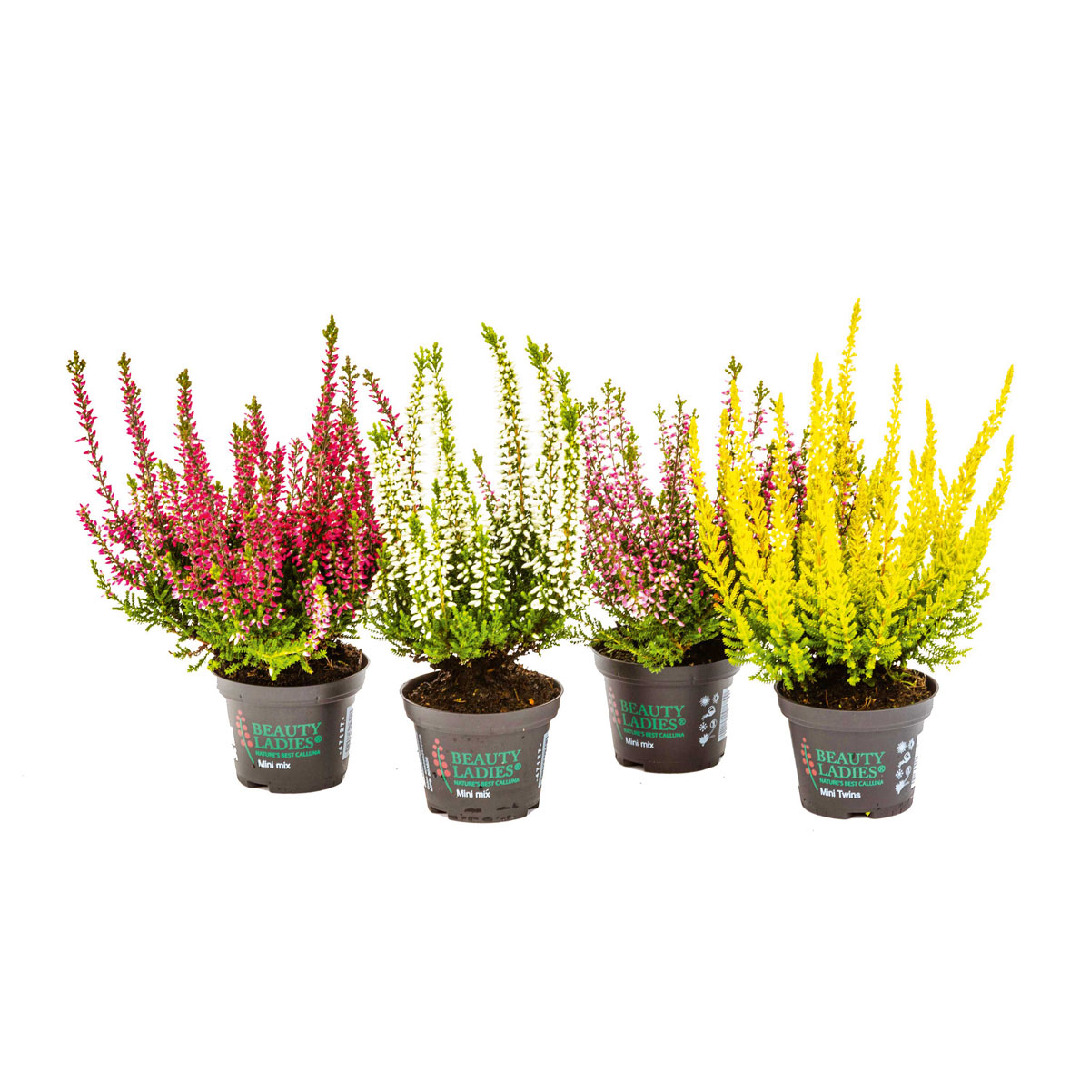 Plantiflor  Knospenheide Beauty Ladies Topf Durchmesser 9,5 cm Bild 1