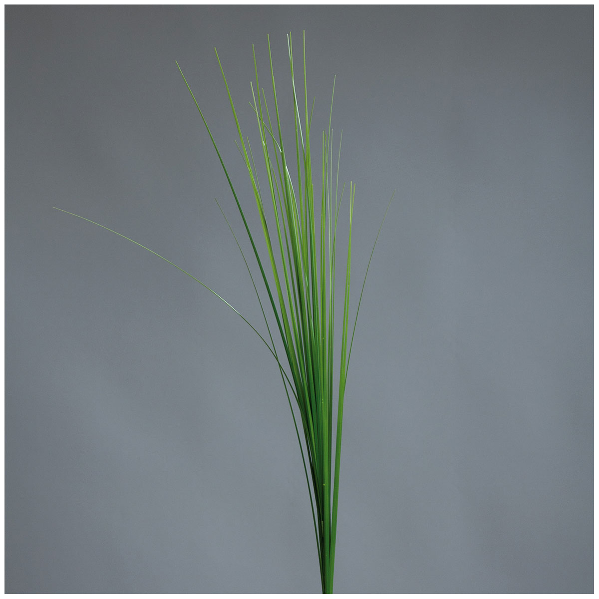 Isolepsis 70 cm light-green