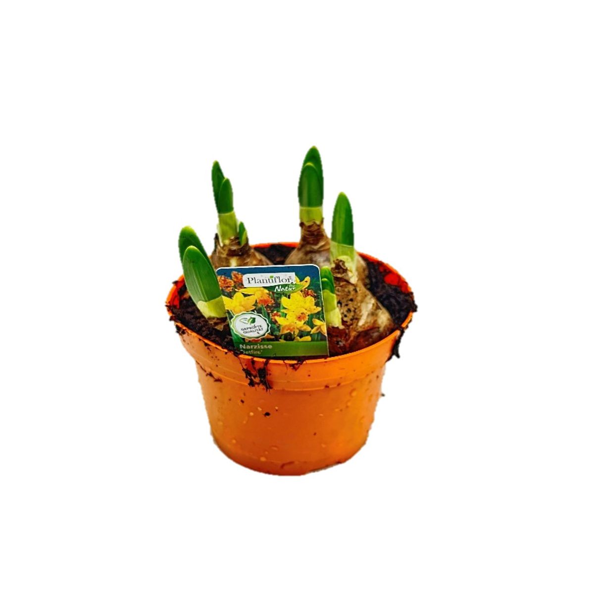 Plantiflor Narzisse Jetfire Topf Durchmesser 10,5 cm