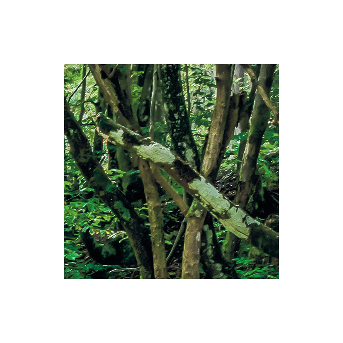 Komar  Vlies Fototapete Tranquil Pool 400x250 cm Bild 8