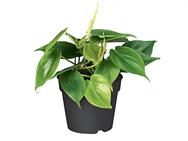 Philodendron im Topf