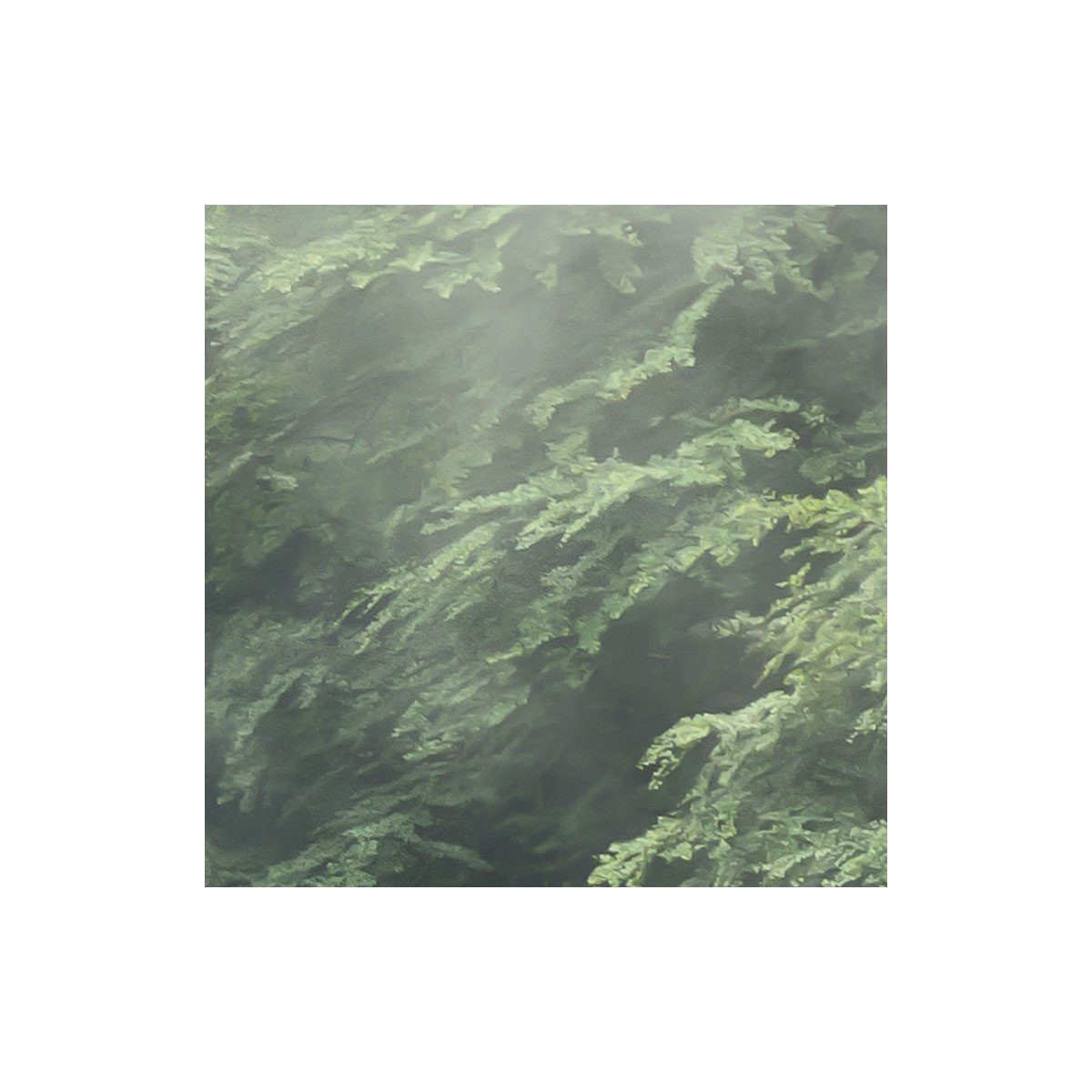 Komar  Vlies Fototapete Forest Land 400x250 cm Bild 4