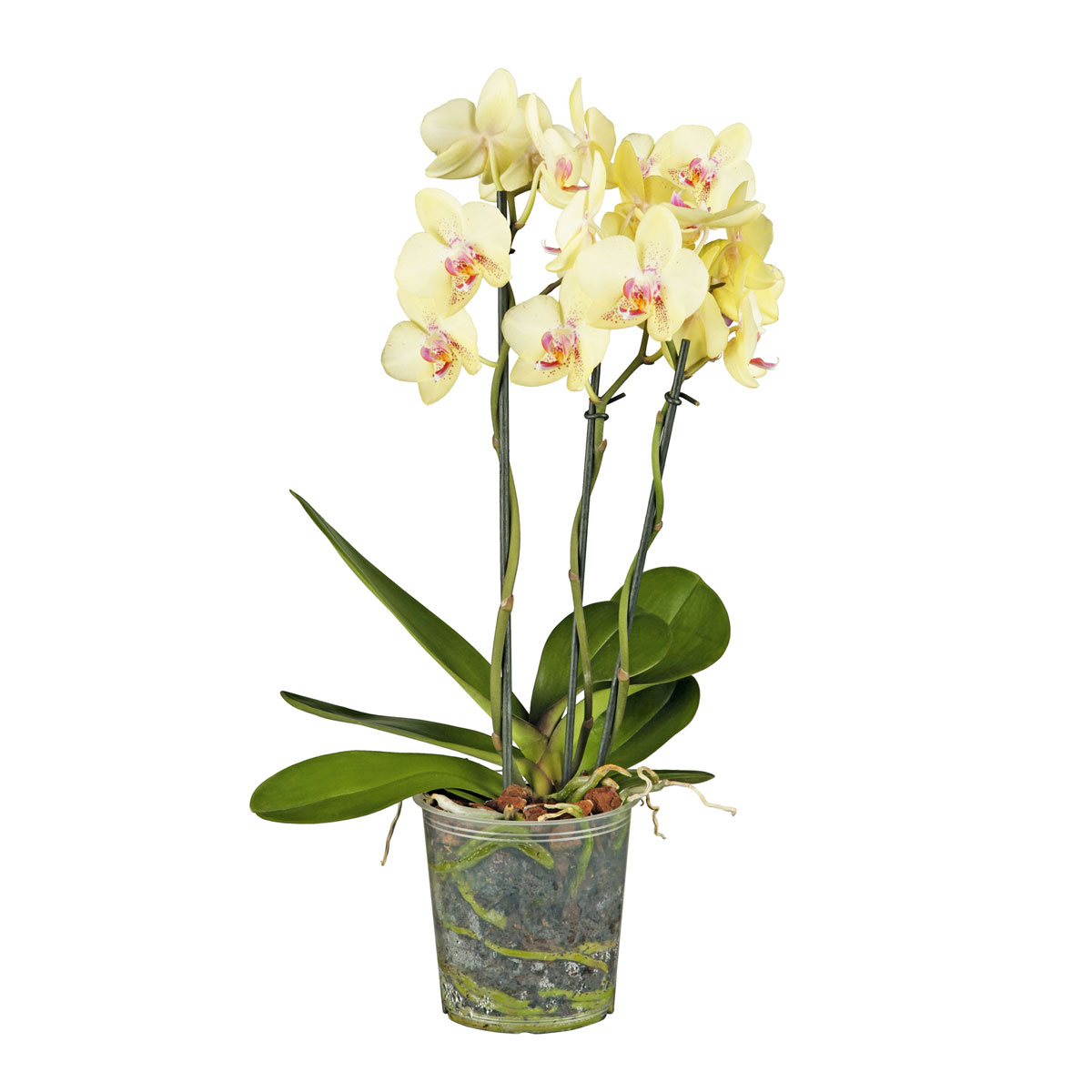 Plantiflor  Schmetterlings-Orchidee 3-Trieber Topf Durchmesser 12 cm
