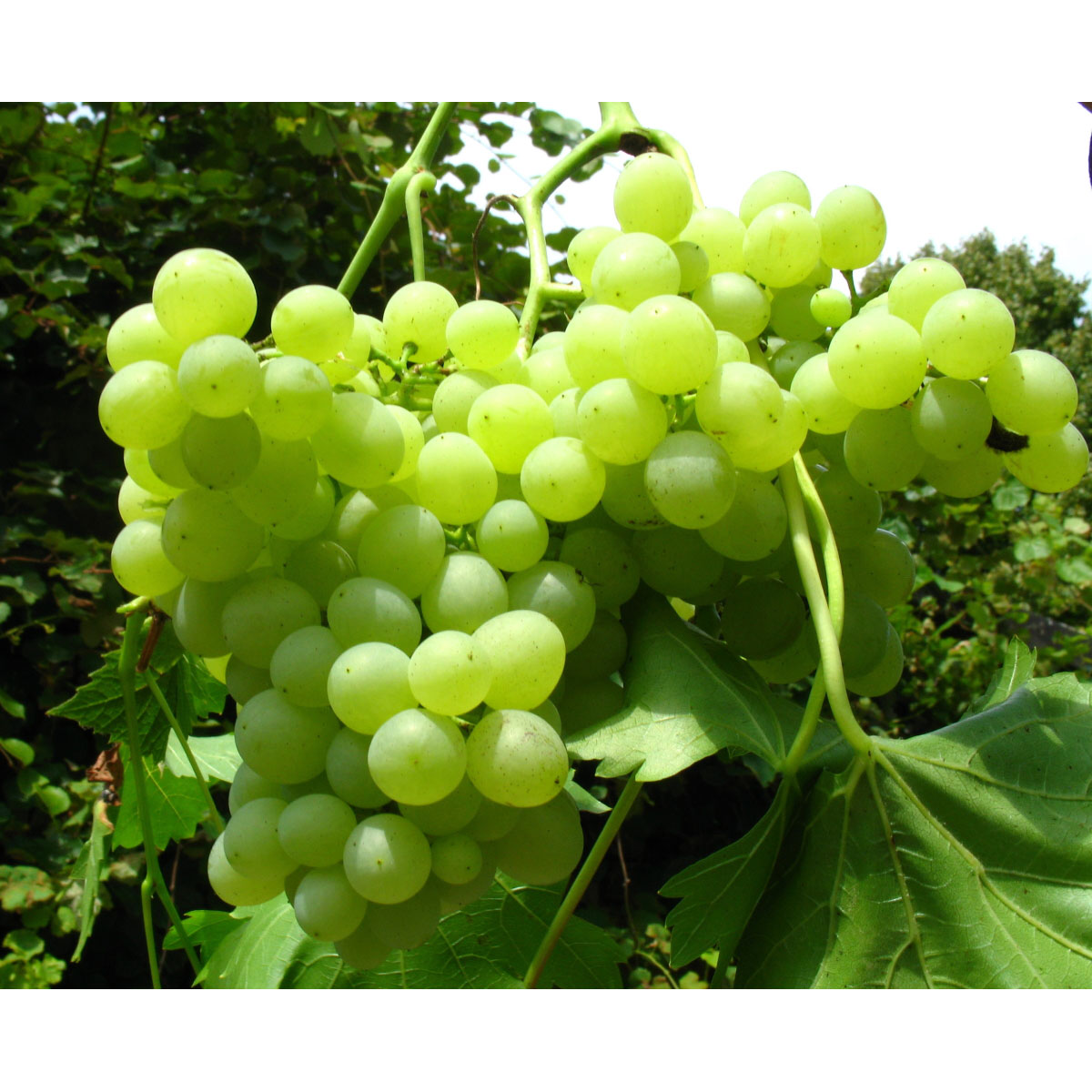 Weinrebe Millennium gelb kernlos pilztolerant