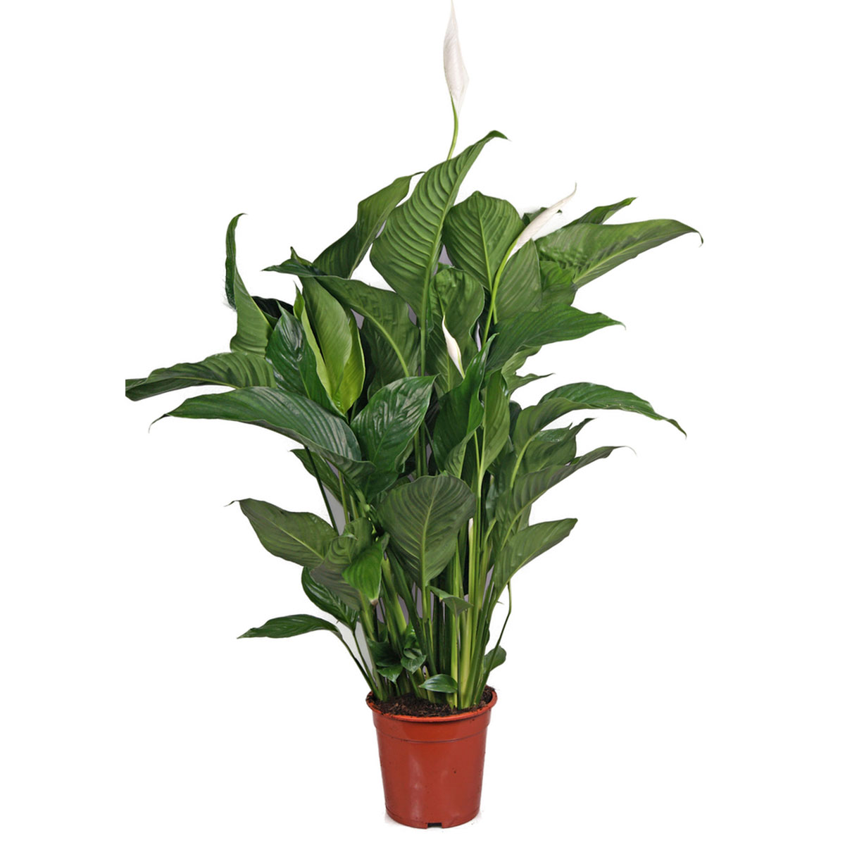 Plantiflor Einblatt 100 cm Topf 21 cm