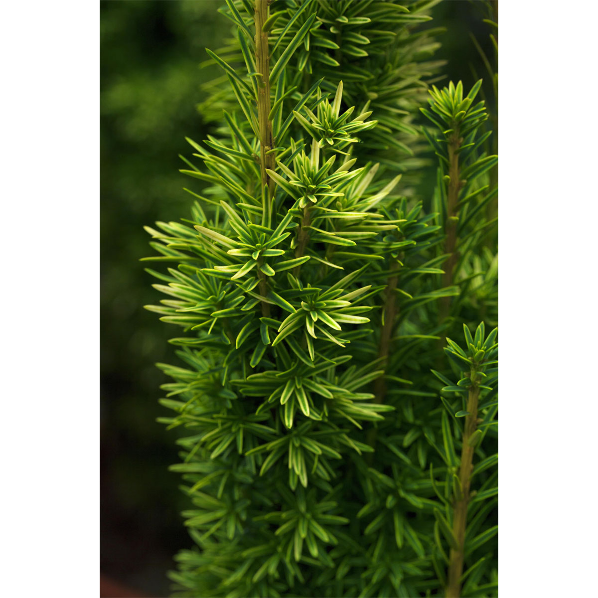 Plantiflor Gelbe Säuleneibe David Topf Durchmesser 23 cm