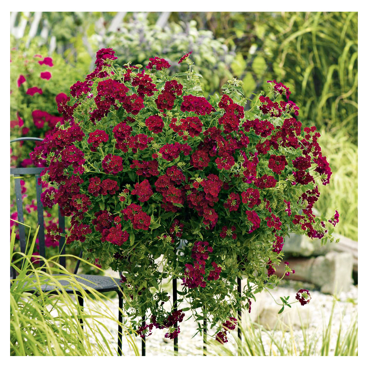 Plantiflor  Verbene Temari weiß und rosa/rot T10,5 Bild 8