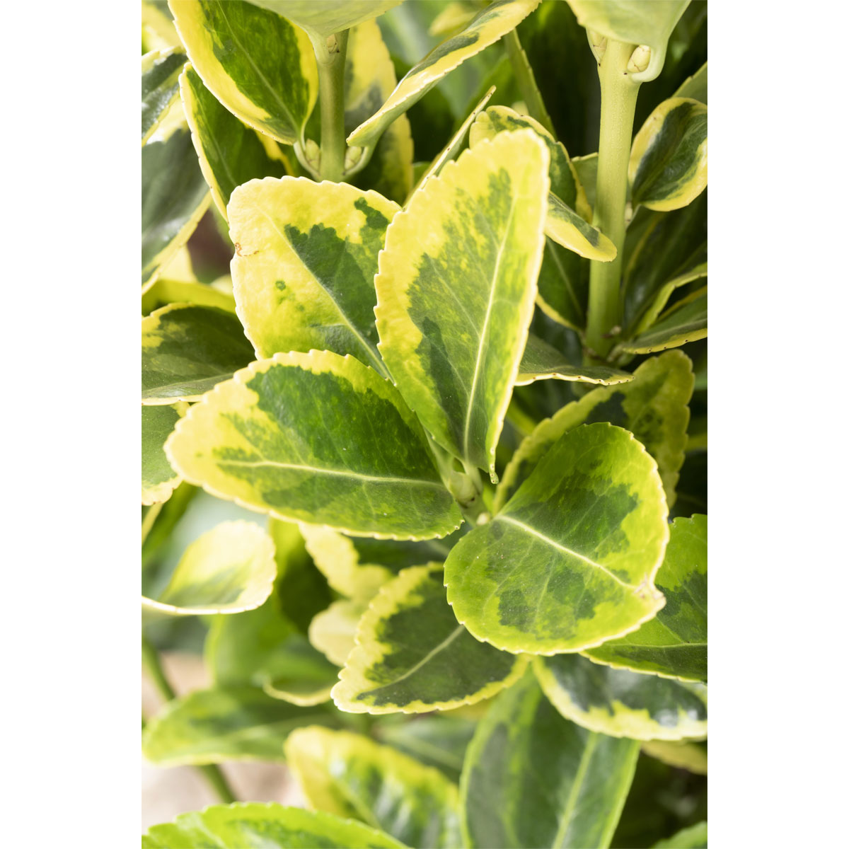 Plantiflor Gelbbunter Japanspindel Aureo-Marginatus Topf Durchmesser 15 cm