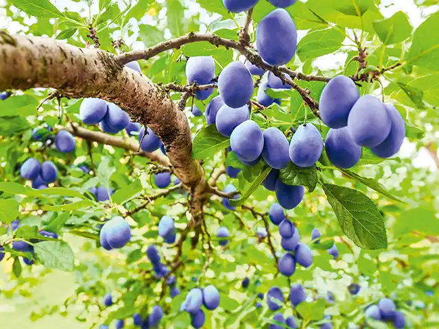 Reife Pflaumen hängen an einem Zweig, umgeben von grünen Blättern im Freien.