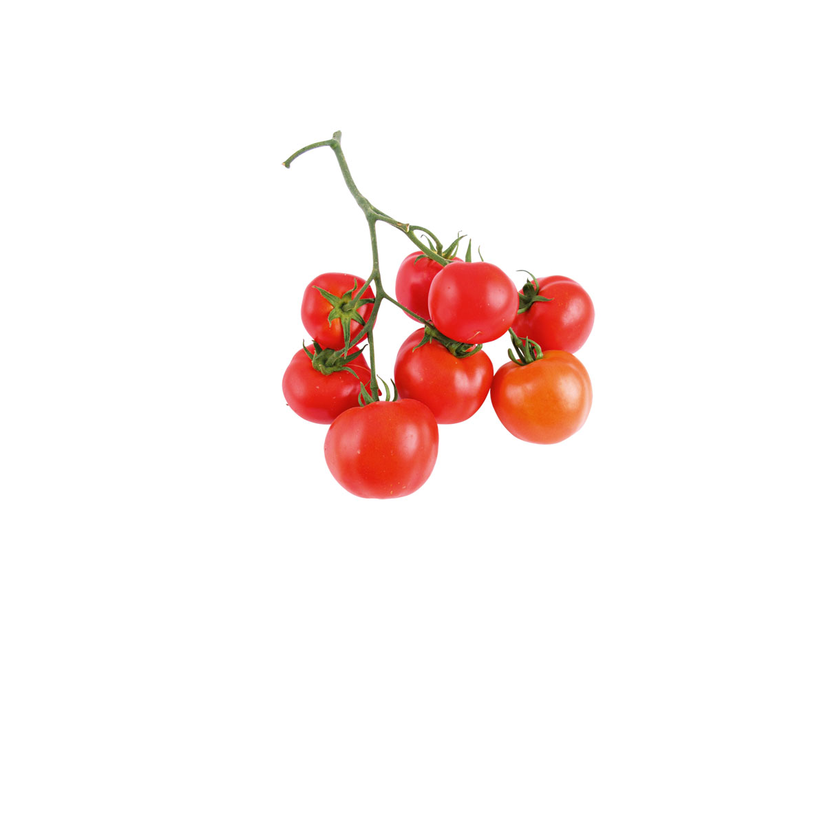Plantiflor  Cherrytomate plastikfrei Topf Durchmesser 12 cm