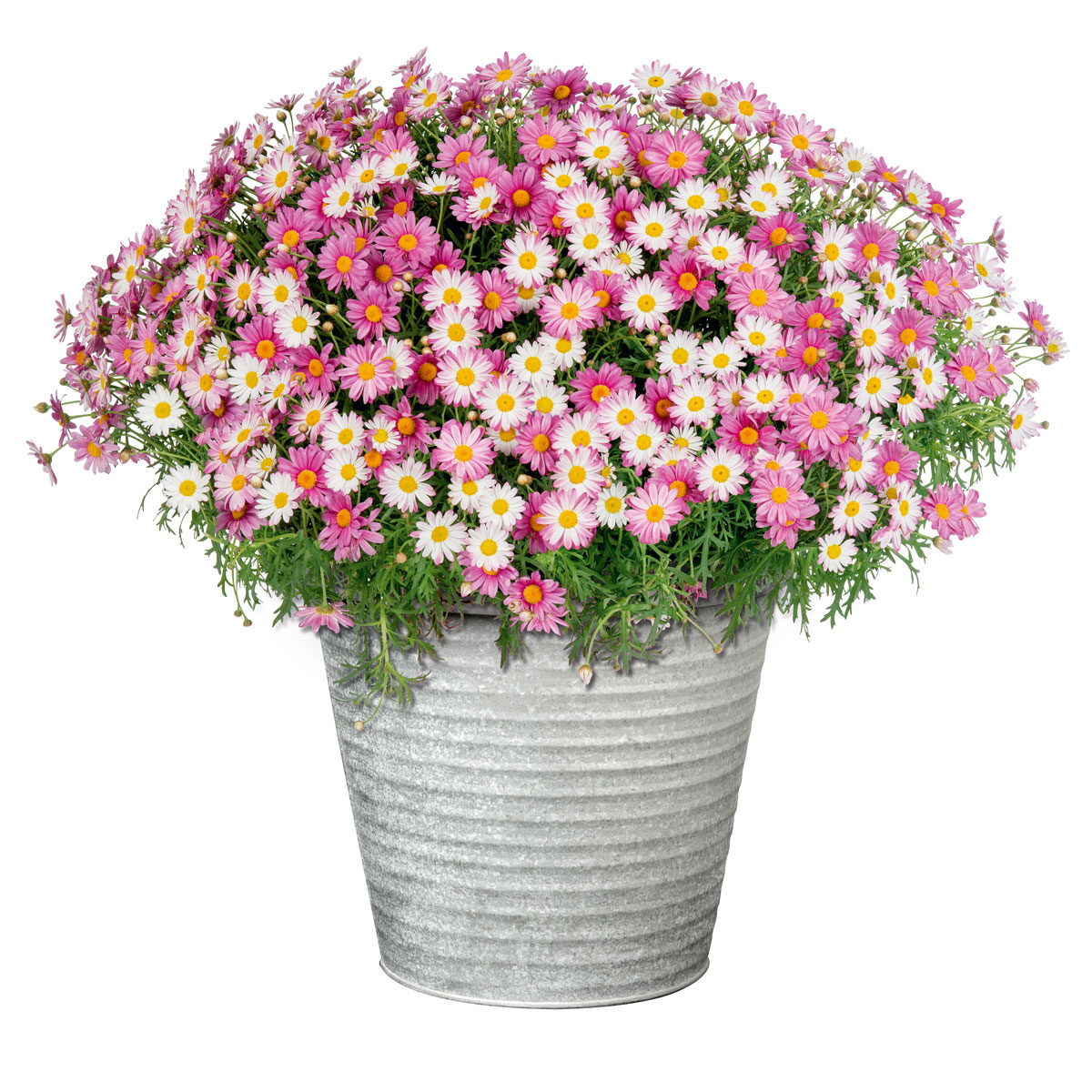 Haveson Frühlingstopf Zink matt Bild 2