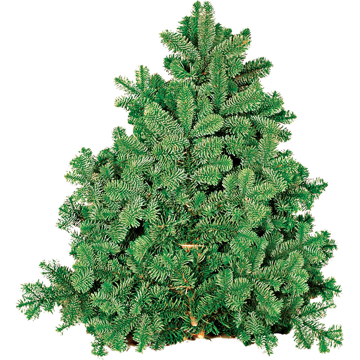 Plantiflor  Tannenzweige Nordmanntanne Handbund 500 g