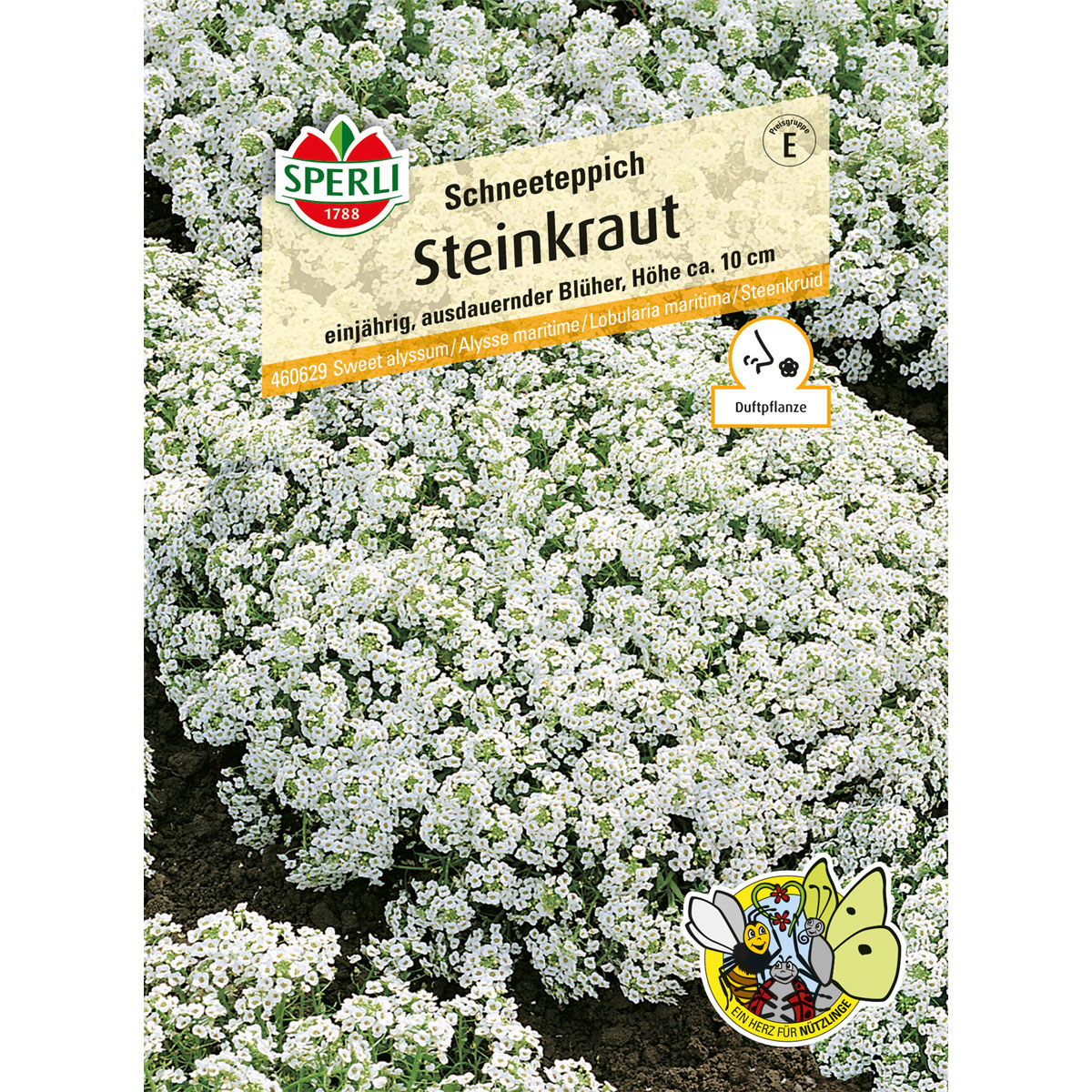 Sperli Steinkraut s Schneeteppich