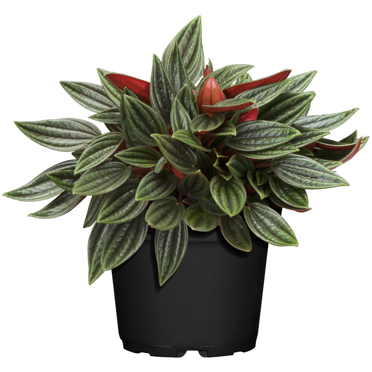 Plantiflor  ZGRÜ Peperomia Rosso T12 H 15 cm