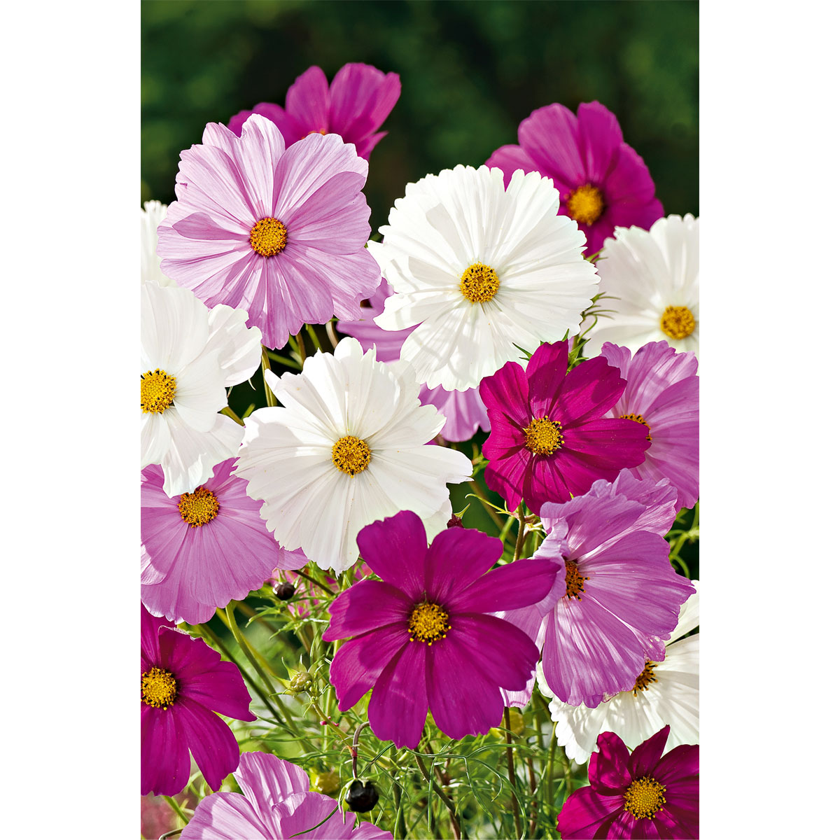 Plantiflor  Schmuckkörbchen Topf Durchmesser 13 cm Bild 3