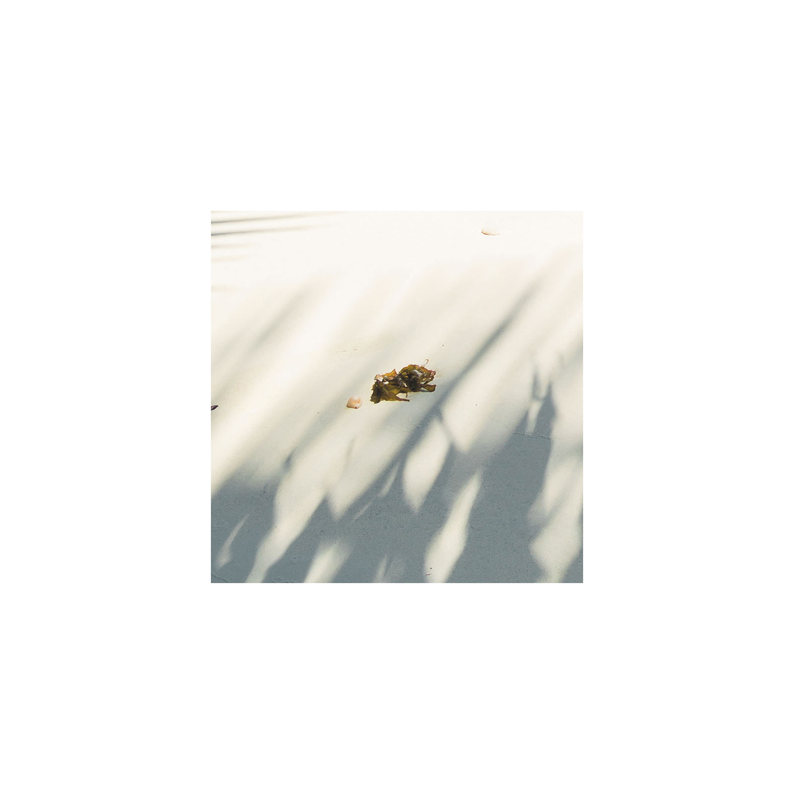 Komar  Vlies Fototapete Under The Palmtree 200x250 cm Bild 6