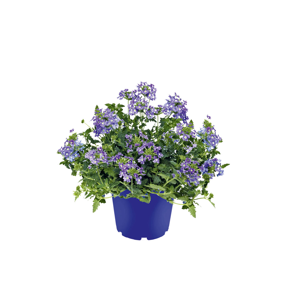 Plantiflor  Verbene verschiedene Farben T13 Bild 1