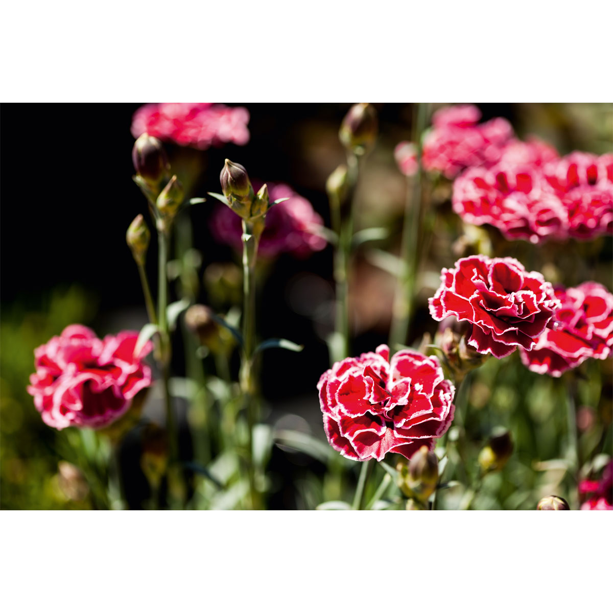 Plantiflor  Garten-Nelke Topf Durchmesser 12 cm Bild 4