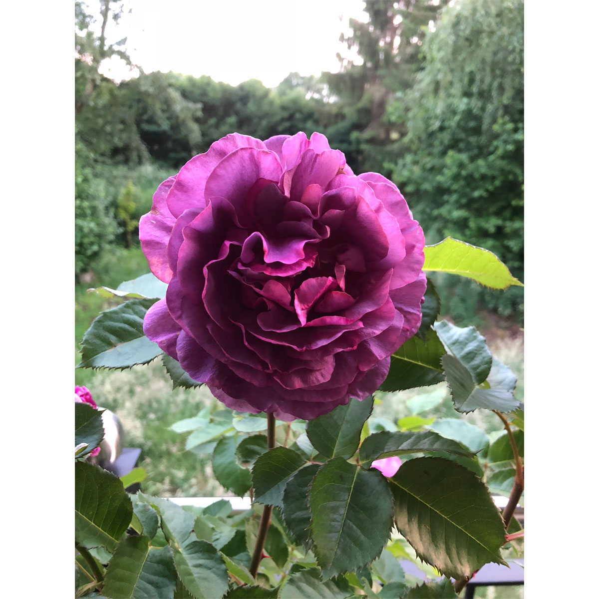 Plantiflor Beetrose Minerva Topf Durchmesser 24 cm