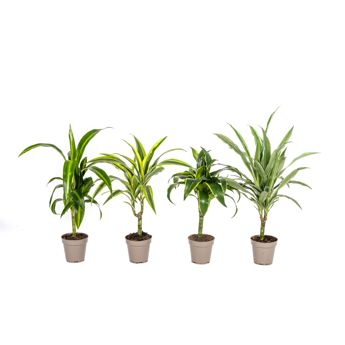 Duftender Drachenbaum „Mix“, 4 Stück, Topf Ø 12 cm Bild 1