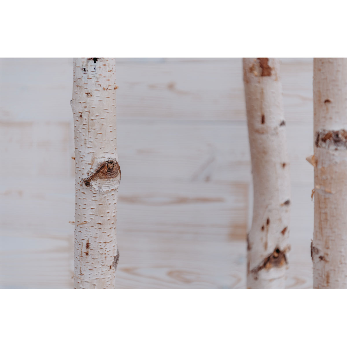 Birkenstamm Länge 180 cm Durchmesser 4-6 cm Bild 2