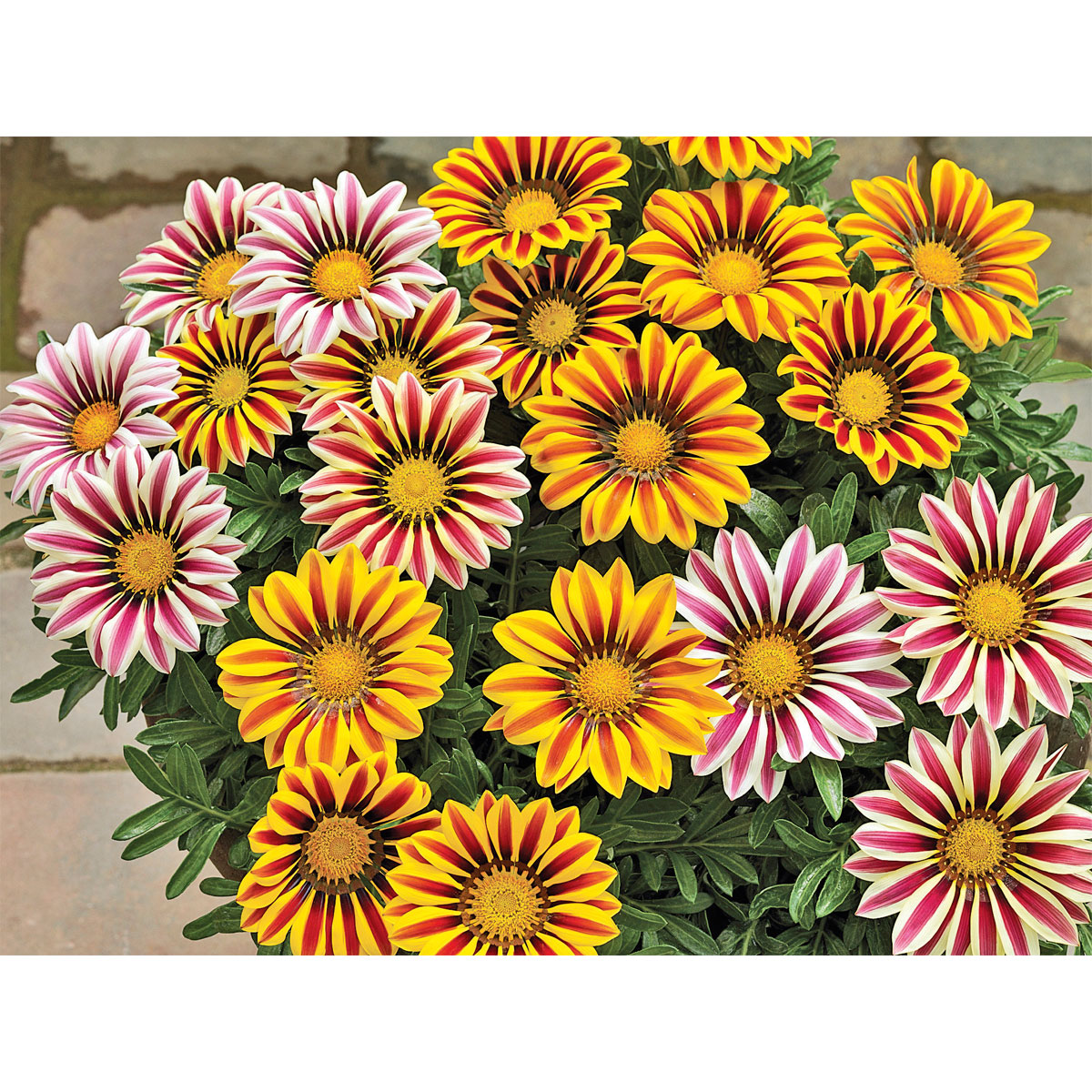 Plantiflor  Mittagsgold Topf Durchmesser 13 cm Bild 4